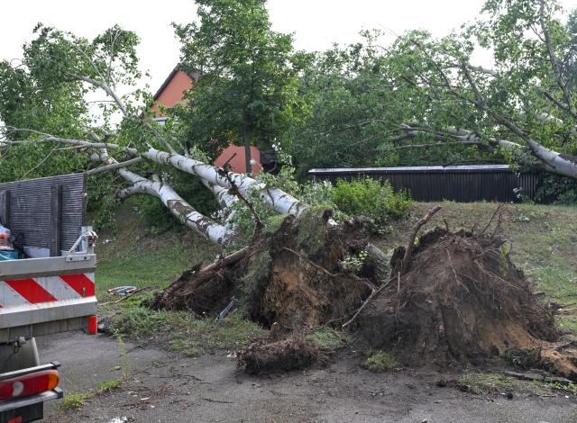 20 August 2026, Brandenburg, Fuerstenwalde/Spree: Uprooted trees lie scattered across the yard of a single-family home in the wake of a tornado. The German Weather Service has confirmed that a tornado struck Fuerstenwalde/Spree in Brandenburg. Photo: Patrick Pleul/dpa