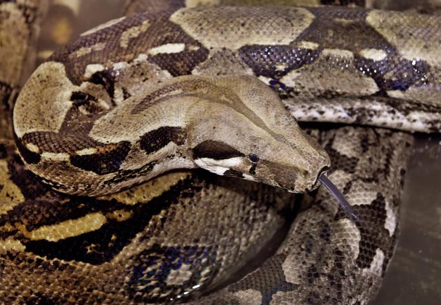 FILED - 02 February 2017, Sachsenhagen: FILE PHOTO - A boa constrictor, also known as the king boa, lies in a cage at the Sachsenhagen Wildlife and Species Conservation Center (Lower Saxony). Photo: Holger Hollemann/dpa
