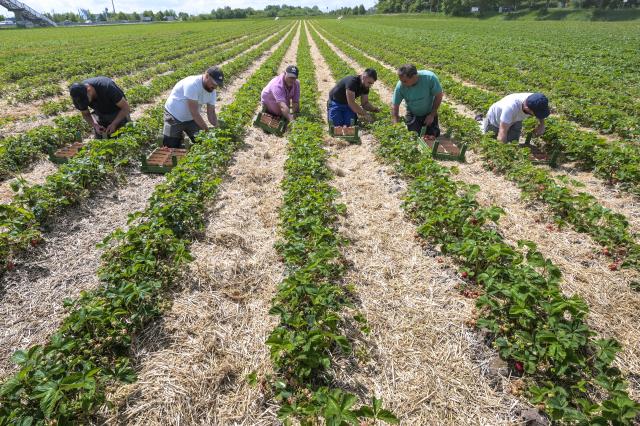 FILED - 19 May 2026, Saxony-Anhalt, Peissen/Zoebertiz: FILE PHOTO - Harvest workers pick ripe strawberries from the plants in a field. Photo: Heiko Rebsch/dpa