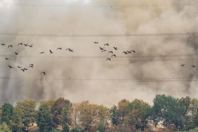 21 August 2026, North Rhine-Westphalia, Voerde: Wild geese fly away startled by the explosion in front of the former coal-fired power plant, with the smoke and dust caused by the explosion visible in the background. Photo: Christoph Reichwein/dpa