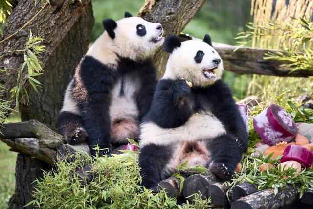 21 August 2026, Berlin: The panda twins, Leni and Lotti, celebrate their second birthday in an enclosure at the Berlin Zoo. Photo: Michael Ukas/dpa