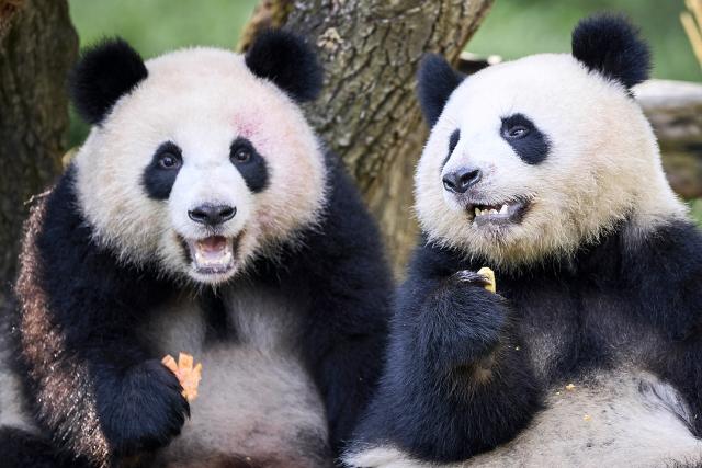 21 August 2026, Berlin: The panda twins, Leni and Lotti, celebrate their second birthday in an enclosure at the Berlin Zoo. Photo: Michael Ukas/dpa