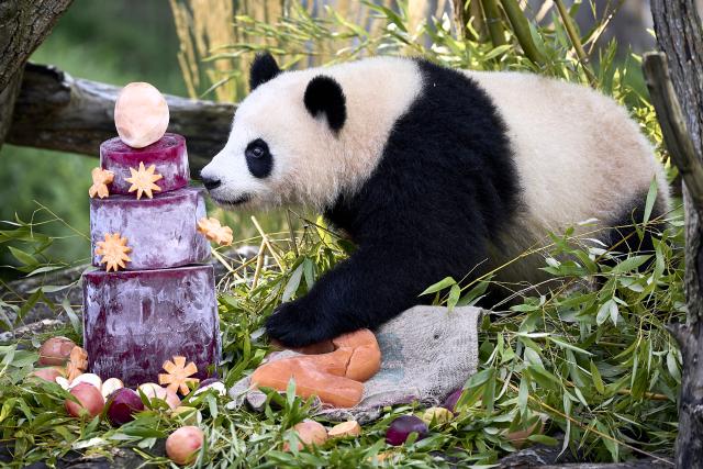 21 August 2026, Berlin: One of the panda twins sniffs an ice cream cake as the panda twins, Leni and Lotti, celebrate their second birthday at the Berlin Zoo. Photo: Michael Ukas/dpa
