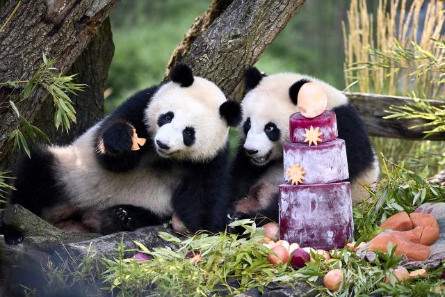 21 August 2026, Berlin: The panda twins, Leni and Lotti, celebrate their second birthday in an enclosure at the Berlin Zoo. Photo: Michael Ukas/dpa