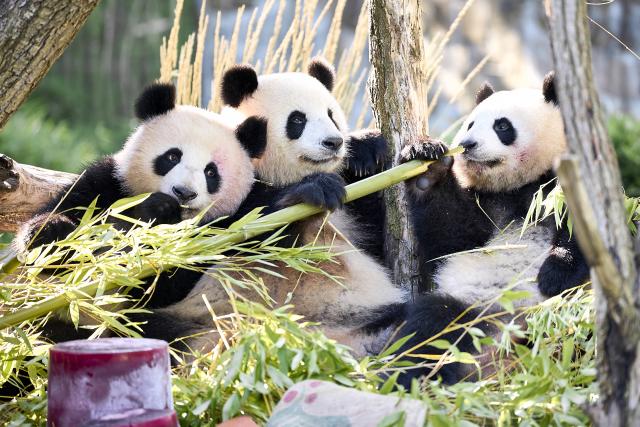 21 August 2026, Berlin: The panda twins, Leni and Lotti, celebrate their second birthday with their mother, Meng Meng, in an enclosure at the Berlin Zoo. Photo: Michael Ukas/dpa