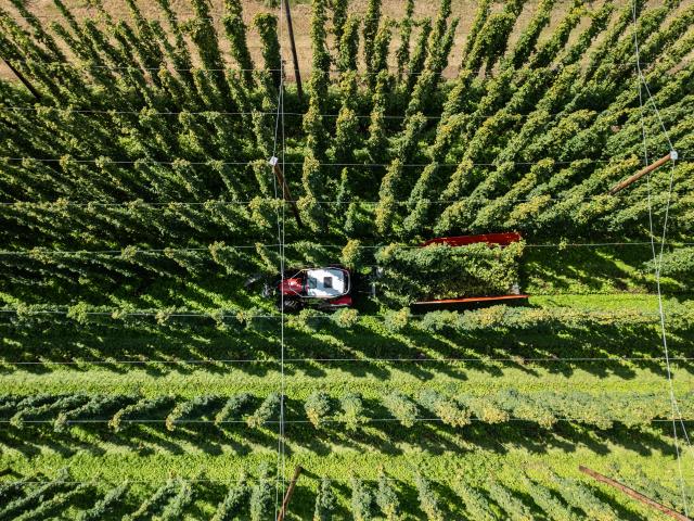 24 August 2026, Baden-Wuerttemberg, Tettnang: A tractor harvests hops with a hop-picking machine in a hop field in the Tettnang hop-growing region. Photo: Silas Stein/dpa