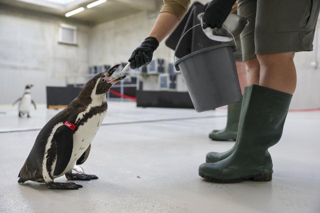 25 August 2026, Saxony, Leipzig: Cesar, a male penguin, is fed a fish at the Leipzig Zoo. One week before the opening, the newly arrived Humboldt penguins are settling into their new "Tierra del Fuego" exhibit. The aquatic world for seals, penguins, and seabirds is scheduled to open on September 1. While the first animals are settling in, final work is still underway on landscaping and getting the technical systems up and running. The zoo has invested 49.5 million euros in the elaborately designed exhibit, which features an underwater tunnel approximately 100 meters long and a water basin holding five million liters. Photo: Jan Woitas/dpa
