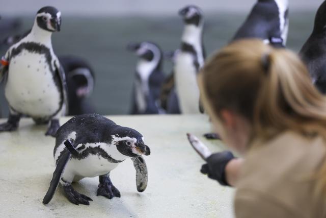 25 August 2026, Saxony, Leipzig: Zookeeper Ronja feeds Hera, the female penguin, at the Leipzig Zoo. One week before the opening, the newly arrived Humboldt penguins are settling into their new "Tierra del Fuego" exhibit. The aquatic world for seals, penguins, and seabirds is scheduled to open on September 1. While the first animals are settling in, final work is still underway on landscaping and getting the technical systems up and running. The zoo has invested 49.5 million euros in the elaborately designed exhibit, which features an underwater tunnel about 100 meters long and a water basin with a capacity of five million liters. Photo: Jan Woitas/dpa