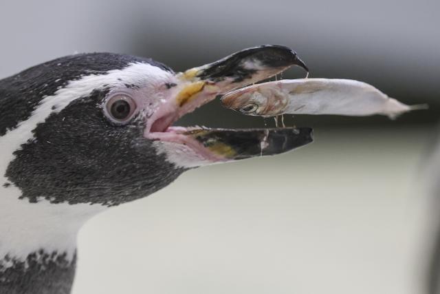 25 August 2026, Saxony, Leipzig: Hera, a female penguin, devours a fish at the Leipzig Zoo. One week before the opening, the newly arrived Humboldt penguins are settling into their new "Tierra del Fuego" exhibit. The aquatic world for seals, penguins, and seabirds is scheduled to open on September 1. While the first animals are settling in, final work on landscaping and the commissioning of the technical systems is still underway. The zoo has invested 49.5 million euros in the elaborately designed exhibit, which features an underwater tunnel approximately 100 meters long and a water basin with a capacity of five million liters. Photo: Jan Woitas/dpa