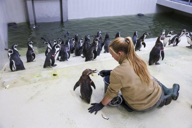 25 August 2026, Saxony, Leipzig: Zookeeper Ronja feeds Erna, the female penguin, at the Leipzig Zoo. One week before the opening, the newly arrived Humboldt penguins are settling into their new "Tierra del Fuego" exhibit. The aquatic world for seals, penguins, and seabirds is scheduled to open on September 1. While the first animals are settling in, final work is still underway on landscaping and getting the technical systems up and running. The zoo has invested 49.5 million euros in the elaborately designed exhibit, which features an underwater tunnel about 100 meters long and a pool holding five million liters of water. Photo: Jan Woitas/dpa