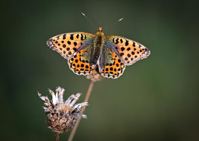 27 August 2026, Brandenburg, Lebus: A small pearl-spotted fritillary (Issoria lathonia) rests on a withered flower early in the morning. According to Germany's national weather service (DWD), heavy showers and thunderstorms are expected in the region as the week progresses, following a spell of pleasant weather. Photo: Patrick Pleul/dpa