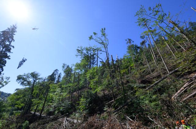 27 August 2026, Saxony, Hohnstein: A helicopter is currently assisting with storm damage cleanup efforts in Saxon Switzerland at Amselsee and in the area around the Rathen Rock Theater. Photo: Robert Michael/dpa