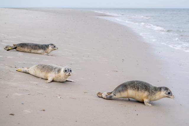 27 August 2026, Lower Saxony, Juist: (L-R) The three seals Baldi-Flo, Freki and Hannes slide into the water during their release at the eastern end of the island of Juist. After being successfully raised at the Norddeich Seal Sanctuary, three seals have been released into the wild. Photo: Hauke-Christian Dittrich/dpa