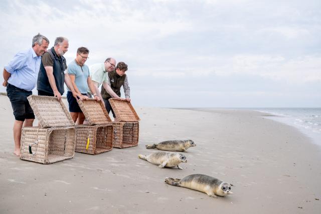 27 August 2026, Lower Saxony, Juist: (L-R) Member of the Bundestag and Parliamentary State Secretary Johann Saathoff, Director of the Norden-Norddeich Seal Sanctuary Peter Lienau, Minister for the Environment Carsten Schneider, Minister of the Environment for Lower Saxony Christian Meyer and Head of Animal Care at the Norden-Norddeich Seal Sanctuary Tim Fetting open the crates for the seals (L-R) Hannes, Freki and Baldi-Flo during their release on the beach of the North Sea island of Juist. After successfully being raised at the Norden-Norddeich Seal Sanctuary, three seals have been released into the wild. Photo: Hauke-Christian Dittrich/dpa