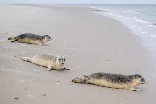 FILED - 27 August 2026, Lower Saxony, Juist: The three seals, Baldi-Flo (L-R), Freki, and Hannes, wade into the water during their release at the eastern end of the island of Juist. After being successfully raised at the Norddeich Seal Sanctuary, three seals have been released into the wild. Hannes, Freki, and Baldi-Flo were transported by boat to the East Frisian island of Juist and released there. Photo: Hauke-Christian Dittrich/dpa