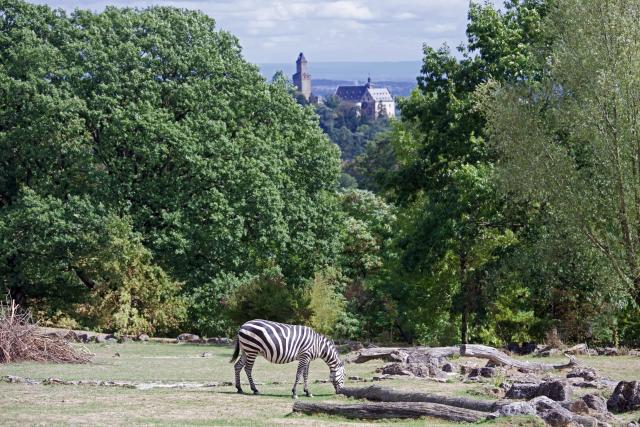 PRODUCTION - 31 August 2026, Hesse, Kronberg im Taunus: Kronberg Castle can be seen in the background behind a zebra grazing at the Opel Zoo. The Opel Zoo will celebrate its 70th anniversary in 2026. Photo: Jennifer Brückner/dpa