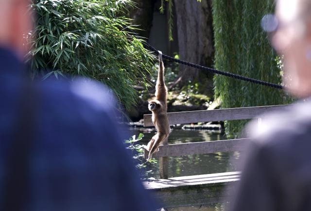 PRODUCTION - 31 August 2026, Hesse, Kronberg im Taunus: A white-handed gibbon is hanging from a rope in its enclosure at the Opel Zoo. The Opel Zoo will celebrate its 70th anniversary in 2026. Photo: Jennifer Brückner/dpa