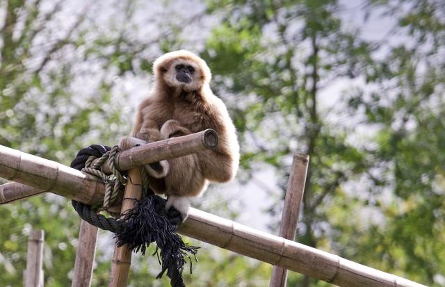 PRODUCTION - 31 August 2026, Hesse, Kronberg im Taunus: A white-handed gibbon sits on a bamboo pole in its enclosure at the Opel Zoo. The Opel Zoo will celebrate its 70th anniversary in 2026. Photo: Jennifer Brückner/dpa
