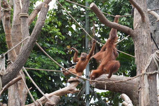 FILED - 24 July 2026, Hamburg: File- Photo young orangutan (L) climbs from branch to branch with a full-grown orangutan in the orangutan house at Hagenbeck Zoo. Photo: Marcus Brandt/dpa