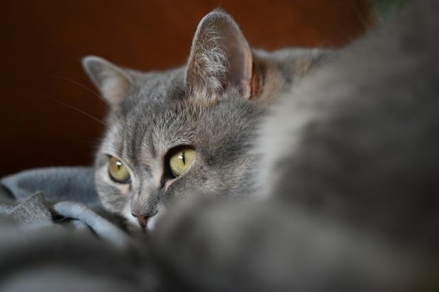 FILED - 05 July 2024, Berlin: FILE PHOTO - A cat lies on a blanket on a couch. Photo: Helena Dolderer/dpa