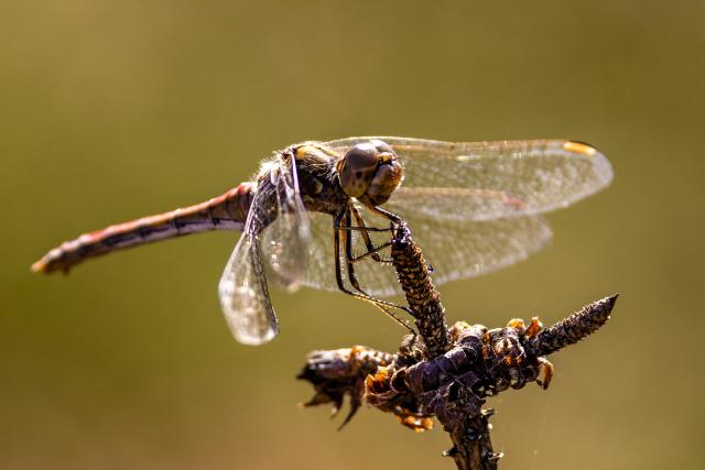 PRODUCTION - 08 September 2026, Brandenburg, Lieberose: A large common darter dragonfly (Sympetrum striolatum) perches on a branch in the Lieberose Heath. The Lieberose Heath is located largely within a former military training area in Lower Lusatia, Brandenburg. Photo: Frank Hammerschmidt/dpa