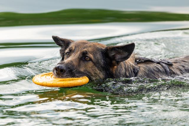 12 September 2026, Saxony, Dresden: A German Shepherd mix swims on the first dog swimming day at the Dresden-Mockritz natural swimming pool. Photo: Jürgen Lösel/dpa