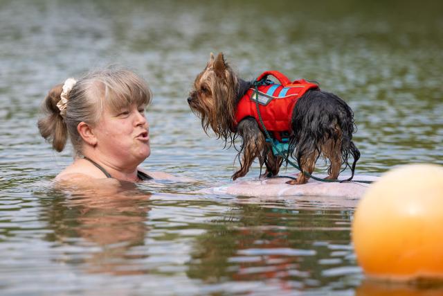 12 September 2026, Saxony, Dresden: Manuela Groeber and her Yorkshire terrier puppy, standing on a small surfboard, swimm on the first dog swimming day at the Dresden-Mockritz natural swimming area. Photo: Jürgen Lösel/dpa