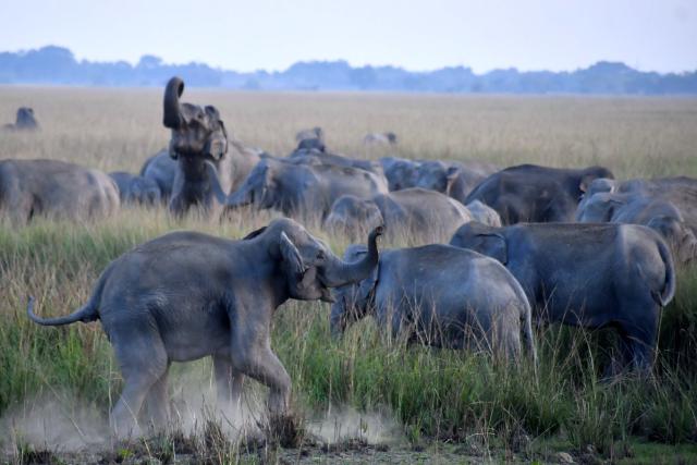 (241129) -- NAGAON, Nov. 29, 2024 (Xinhua) -- A herd of wild elephants is pictured at a village in Nagaon district of India's northeastern state of Assam, Nov. 28, 2024. (Str/Xinhua)