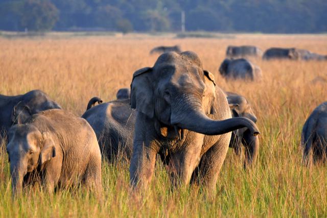 (241129) -- NAGAON, Nov. 29, 2024 (Xinhua) -- A herd of wild elephants is pictured at a village in Nagaon district of India's northeastern state of Assam, Nov. 28, 2024. (Str/Xinhua)