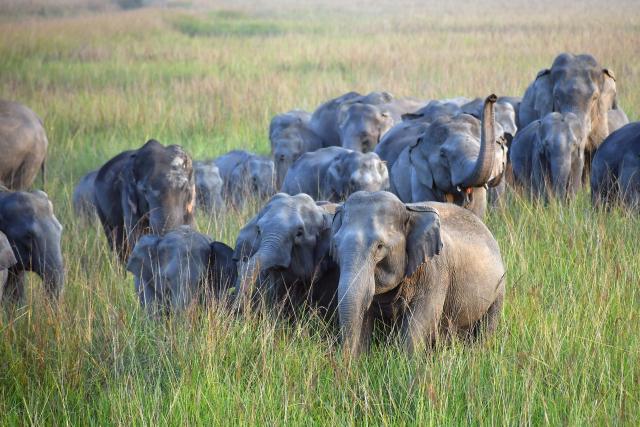 (241129) -- NAGAON, Nov. 29, 2024 (Xinhua) -- A herd of wild elephants is pictured at a village in Nagaon district of India's northeastern state of Assam, Nov. 28, 2024. (Str/Xinhua)