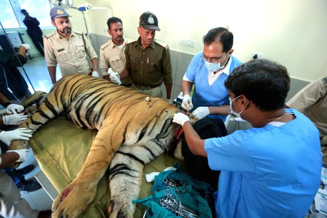 (241204) -- BHOPAL, Dec. 4, 2024 (Xinhua) -- Veterinarians and forest rangers treat an injured tiger from Bandhavgarh tiger reserve in Bhopal, the capital of India's Madhya Pradesh state, Dec. 3, 2024. The tiger was reportedly injured by poachers at Bandhavgarh tiger reserve. (Str/Xinhua)