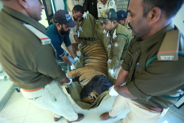 (241204) -- BHOPAL, Dec. 4, 2024 (Xinhua) -- Forest rangers transfer an injured tiger from Bandhavgarh tiger reserve in Bhopal, the capital of India's Madhya Pradesh state, Dec. 3, 2024. The tiger was reportedly injured by poachers at Bandhavgarh tiger reserve. (Str/Xinhua)