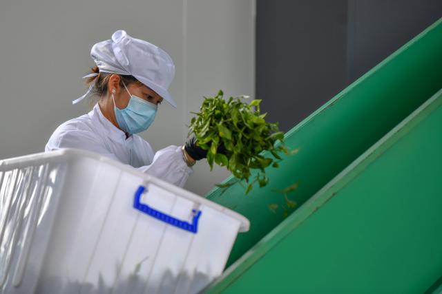 (250509) -- MALIPO, May 9, 2025 (Xinhua) -- A worker works at a tea processing factory in Mengdong Township, Malipo County, southwest China's Yunnan Province, May 8, 2025. Based on rich tea resources and profound tea culture, Malipo's tea industry has become an important pillar industry in its rural revitalization. The industry has created jobs for more than 4,800 households in the county, increasing an average annual income of 6,700 RMB yuan (about 924 U.S. dollars) per household. (Xinhua/Peng Yikai)