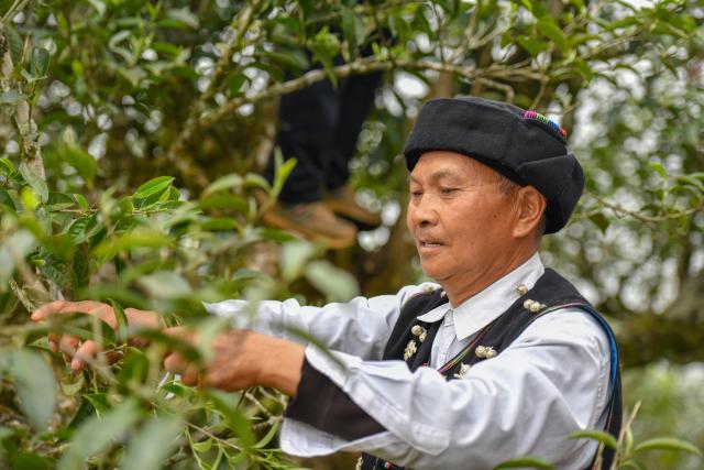 (250509) -- MALIPO, May 9, 2025 (Xinhua) -- A tea farmer picks tea leaves at a tea garden in Mengdong Township, Malipo County, southwest China's Yunnan Province, May 8, 2025. Based on rich tea resources and profound tea culture, Malipo's tea industry has become an important pillar industry in its rural revitalization. The industry has created jobs for more than 4,800 households in the county, increasing an average annual income of 6,700 RMB yuan (about 924 U.S. dollars) per household. (Xinhua/Peng Yikai)
