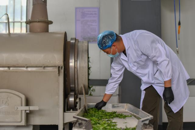 (250509) -- MALIPO, May 9, 2025 (Xinhua) -- A worker works at a tea processing factory in Mengdong Township, Malipo County, southwest China's Yunnan Province, May 8, 2025. Based on rich tea resources and profound tea culture, Malipo's tea industry has become an important pillar industry in its rural revitalization. The industry has created jobs for more than 4,800 households in the county, increasing an average annual income of 6,700 RMB yuan (about 924 U.S. dollars) per household. (Xinhua/Li Xiyan)