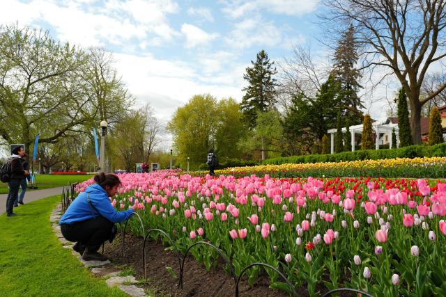 (250509) -- OTTAWA, May 9, 2025 (Xinhua) -- A woman enjoys tulips in Ottawa, Canada, May 8, 2025. The Canadian Tulip Festival will open here on May 9, and run until May 19. (Photo by Shu Yang/Xinhua)
