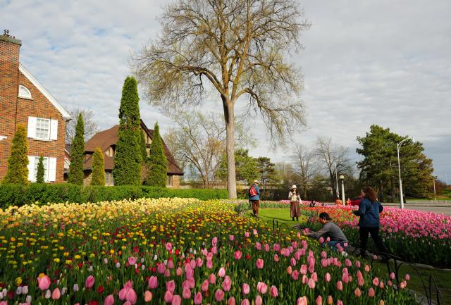 (250509) -- OTTAWA, May 9, 2025 (Xinhua) -- People enjoy tulips in Ottawa, Canada, May 8, 2025. The Canadian Tulip Festival will open here on May 9, and run until May 19. (Photo by Shu Yang/Xinhua)