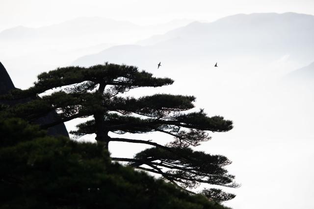 (250509) -- HUANGSHAN, May 9, 2025 (Xinhua) -- This photo taken on April 23, 2025 shows a scene of the Huangshan Scenic Area in east China's Anhui Province. Huangshan Mountain is a listed UNESCO World Cultural and Natural Heritage Site, which has attracted a large number of tourists.
  To minimize the impact of visitors on its vegetation growth, the Huangshan Scenic Area rotates days off for its major scenic spots, as a special arrangement for ecological protection.
   The Tiandu Peak, one of the most popular sites in the Huangshan scenic area, ended its more than five-year "vacation" and resumed opening to the public on May 20, 2024. While the Lianhua Peak, the highest peak of Huangshan Mountain, has been so far closed for more than a year. (Xinhua/Zhang Duan)