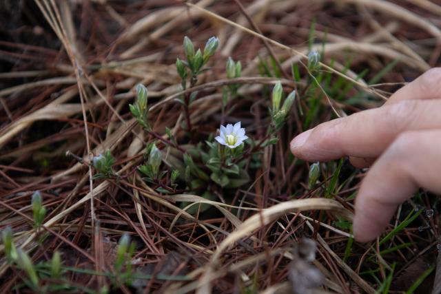 (250509) -- HUANGSHAN, May 9, 2025 (Xinhua) -- Tang Mingxia, an engineer of the parks and woods bureau of Huangshan Scenic Area management committee, checks the condition of a plant at Lianhua Peak of Huangshan in east China's Anhui Province, on April 22, 2025. Huangshan Mountain is a listed UNESCO World Cultural and Natural Heritage Site, which has attracted a large number of tourists.
  To minimize the impact of visitors on its vegetation growth, the Huangshan Scenic Area rotates days off for its major scenic spots, as a special arrangement for ecological protection.
   The Tiandu Peak, one of the most popular sites in the Huangshan scenic area, ended its more than five-year "vacation" and resumed opening to the public on May 20, 2024. While the Lianhua Peak, the highest peak of Huangshan Mountain, has been so far closed for more than a year. (Xinhua/Zhang Duan)