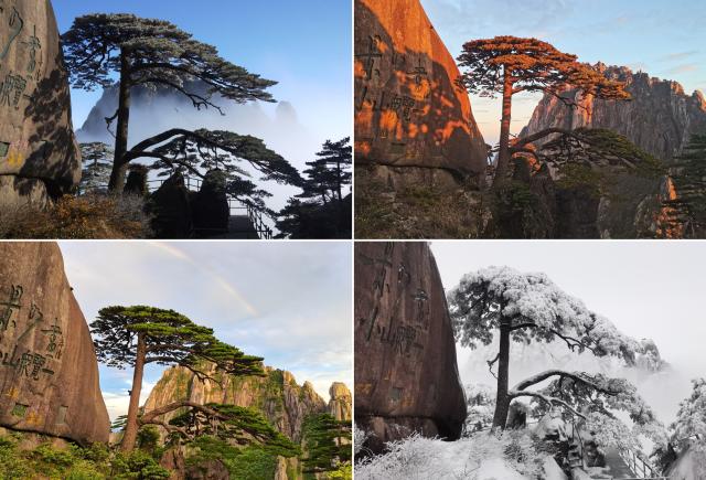 (250509) -- HUANGSHAN, May 9, 2025 (Xinhua) -- This combo photo shows the Guest-Greeting Pine, an iconic landmark of Huangshan Mountain, in east China's Anhui Province, taken on Jan. 5, 2018, Oct. 13, 2020, Feb. 18, 2022 and July 20, 2021 (from top L, clockwise). Huangshan Mountain is a listed UNESCO World Cultural and Natural Heritage Site, which has attracted a large number of tourists.
  To minimize the impact of visitors on its vegetation growth, the Huangshan Scenic Area rotates days off for its major scenic spots, as a special arrangement for ecological protection.
   The Tiandu Peak, one of the most popular sites in the Huangshan scenic area, ended its more than five-year "vacation" and resumed opening to the public on May 20, 2024. While the Lianhua Peak, the highest peak of Huangshan Mountain, has been so far closed for more than a year. (Photo by Hu Xiaochun/Xinhua)