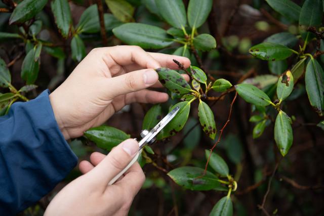 (250509) -- HUANGSHAN, May 9, 2025 (Xinhua) -- Wu Yijun, a senior engineer of the parks and woods bureau of Huangshan Scenic Area management committee, collects samples of infected leaves at Lianhua Peak of Huangshan in east China's Anhui Province, on April 22, 2025. Huangshan Mountain is a listed UNESCO World Cultural and Natural Heritage Site, which has attracted a large number of tourists.
  To minimize the impact of visitors on its vegetation growth, the Huangshan Scenic Area rotates days off for its major scenic spots, as a special arrangement for ecological protection.
   The Tiandu Peak, one of the most popular sites in the Huangshan scenic area, ended its more than five-year "vacation" and resumed opening to the public on May 20, 2024. While the Lianhua Peak, the highest peak of Huangshan Mountain, has been so far closed for more than a year. (Xinhua/Zhang Duan)