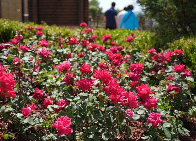 (250511) -- BEIJING, May 11, 2025 (Xinhua) -- This photo shows Chinese roses at the ninth International Symposium on Rose Research and Cultivation in Mentougou District of Beijing, capital of China, May 11, 2025. The ninth edition of the International Symposium on Rose Research and Cultivation kicked off here on Saturday and will last till May 15. This event, featuring over a thousand varieties of Rosa Chinensis, or the Chinese rose, from all over the world, attracted a large number of tourists to come and enjoy the flowers and have fun. (Xinhua/Zhang Chenlin)