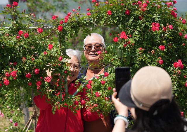 (250511) -- BEIJING, May 11, 2025 (Xinhua) -- Tourists pose for photos at the ninth International Symposium on Rose Research and Cultivation in Mentougou District of Beijing, capital of China, May 11, 2025. The ninth edition of the International Symposium on Rose Research and Cultivation kicked off here on Saturday and will last till May 15. This event, featuring over a thousand varieties of Rosa Chinensis, or the Chinese rose, from all over the world, attracted a large number of tourists to come and enjoy the flowers and have fun. (Xinhua/Zhang Chenlin)