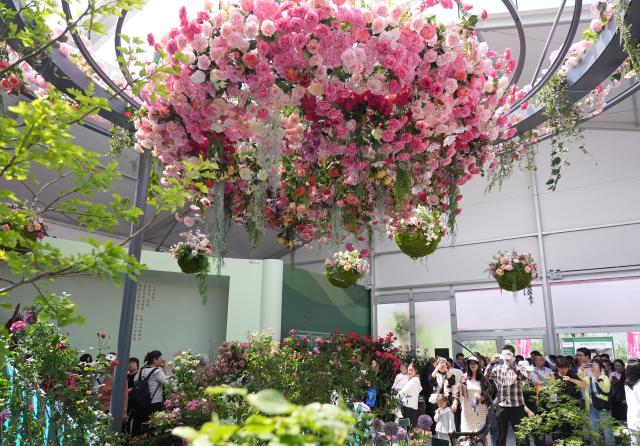 (250511) -- BEIJING, May 11, 2025 (Xinhua) -- Tourists view Chinese roses at the ninth International Symposium on Rose Research and Cultivation in Mentougou District of Beijing, capital of China, May 11, 2025. The ninth edition of the International Symposium on Rose Research and Cultivation kicked off here on Saturday and will last till May 15. This event, featuring over a thousand varieties of Rosa Chinensis, or the Chinese rose, from all over the world, attracted a large number of tourists to come and enjoy the flowers and have fun. (Xinhua/Zhang Chenlin)