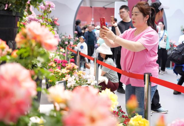 (250511) -- BEIJING, May 11, 2025 (Xinhua) -- A tourist takes photos of Chinese roses at the ninth International Symposium on Rose Research and Cultivation in Mentougou District of Beijing, capital of China, May 11, 2025. The ninth edition of the International Symposium on Rose Research and Cultivation kicked off here on Saturday and will last till May 15. This event, featuring over a thousand varieties of Rosa Chinensis, or the Chinese rose, from all over the world, attracted a large number of tourists to come and enjoy the flowers and have fun. (Xinhua/Zhang Chenlin)
