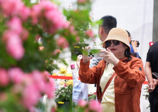 (250511) -- BEIJING, May 11, 2025 (Xinhua) -- A visitor takes photos of Chinese roses at the ninth International Symposium on Rose Research and Cultivation in Mentougou District of Beijing, capital of China, May 11, 2025. The ninth edition of the International Symposium on Rose Research and Cultivation kicked off here on Saturday and will last till May 15. This event, featuring over a thousand varieties of Rosa Chinensis, or the Chinese rose, from all over the world, attracted a large number of tourists to come and enjoy the flowers and have fun. (Xinhua/Zhang Chenlin)