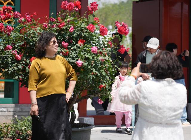 (250511) -- BEIJING, May 11, 2025 (Xinhua) -- A tourist poses for photos at the ninth International Symposium on Rose Research and Cultivation in Mentougou District of Beijing, capital of China, May 11, 2025. The ninth edition of the International Symposium on Rose Research and Cultivation kicked off here on Saturday and will last till May 15. This event, featuring over a thousand varieties of Rosa Chinensis, or the Chinese rose, from all over the world, attracted a large number of tourists to come and enjoy the flowers and have fun. (Xinhua/Zhang Chenlin)