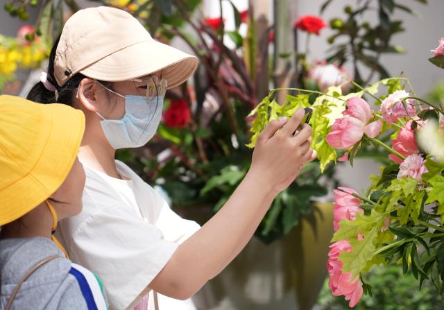 (250511) -- BEIJING, May 11, 2025 (Xinhua) -- A child takes photos of Chinese roses at the ninth International Symposium on Rose Research and Cultivation in Mentougou District of Beijing, capital of China, May 11, 2025. The ninth edition of the International Symposium on Rose Research and Cultivation kicked off here on Saturday and will last till May 15. This event, featuring over a thousand varieties of Rosa Chinensis, or the Chinese rose, from all over the world, attracted a large number of tourists to come and enjoy the flowers and have fun. (Xinhua/Zhang Chenlin)