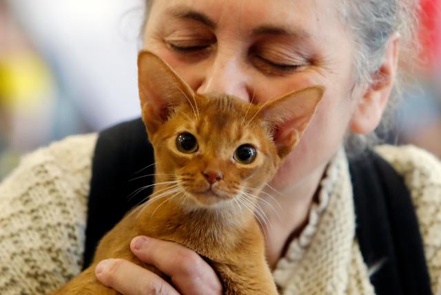 (250512) -- BUCHAREST, May 12, 2025 (Xinhua) -- An Abyssinian cat is judged during Sofisticat Spring International Cat show at Palace Hall in Bucharest, Romania, May 11, 2025. About 180 cats of 40 breeds participated in the two-day feline beauty contest. (Photo by Cristian Cristel/Xinhua)