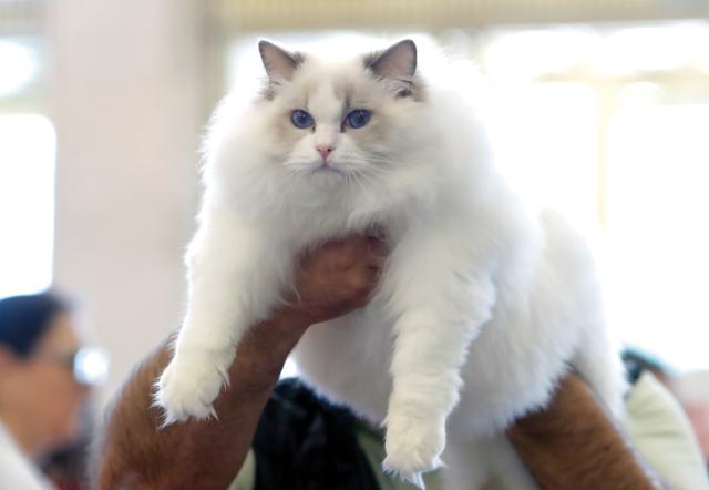 (250512) -- BUCHAREST, May 12, 2025 (Xinhua) -- A Ragdoll cat is judged during Sofisticat Spring International Cat show at Palace Hall in Bucharest, Romania, May 11, 2025. About 180 cats of 40 breeds participated in the two-day feline beauty contest. (Photo by Cristian Cristel/Xinhua)